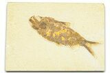 Detailed Fossil Fish (Knightia) - Wyoming #379438-1